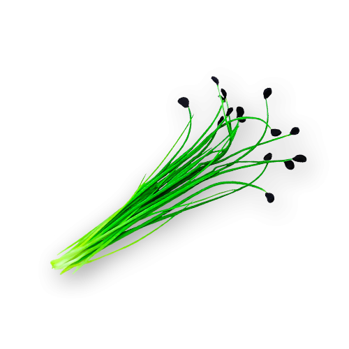 Micro Chives